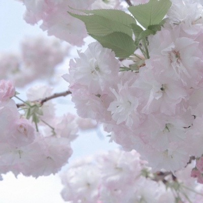 兽设幻想物种设计福瑞群